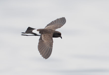 New Zealand Storm-Petrel (Oceanites maorianus) photo
