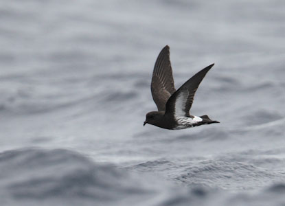 New Zealand Storm-Petrel (Oceanites maorianus) photo