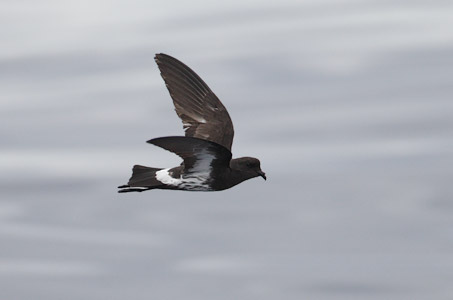 New Zealand Storm-Petrel (Oceanites maorianus) photo