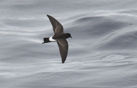 New Zealand Storm-Petrel (Oceanites maorianus) photo