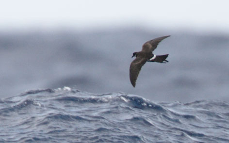 Polynesian Storm-Petrel (Nesofregetta fuliginosa) photo