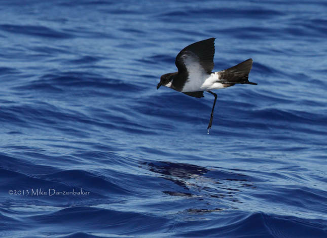 Polynesian Storm-Petrel (Nesofregetta fuliginosa) photo