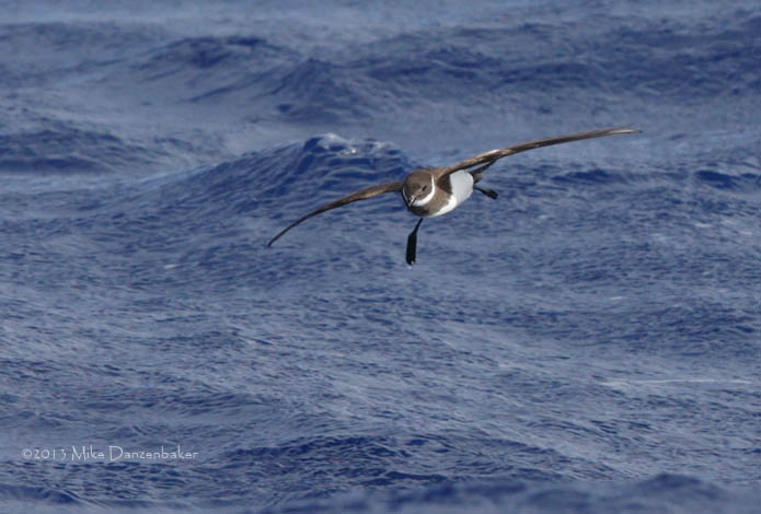 Polynesian Storm-Petrel (Nesofregetta fuliginosa) photo
