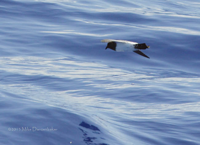 Titan Storm-Petrel (Fregetta grallaria titan) photo