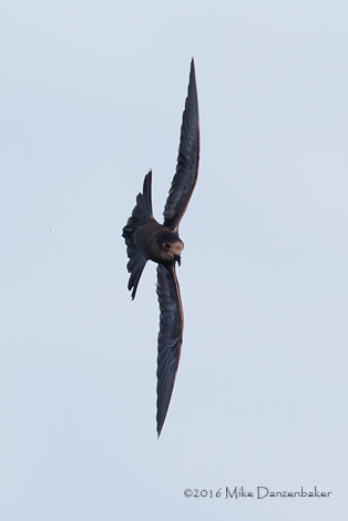 Tristram's Storm-Petrel (Oceanodroma tristrami) photo