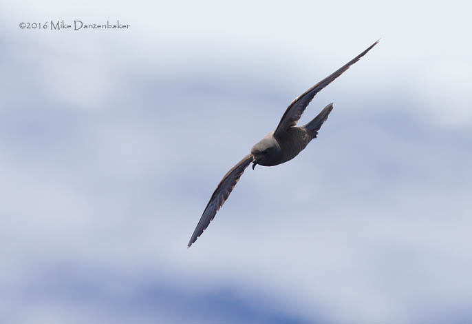 Tristram's Storm-Petrel (Oceanodroma tristrami) photo