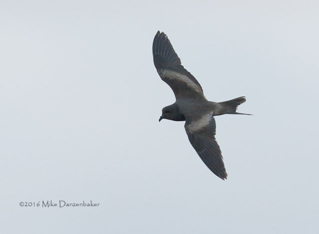 Tristram's Storm-Petrel (Oceanodroma tristrami) photo