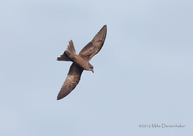 Tristram's Storm-Petrel (Oceanodroma tristrami) photo