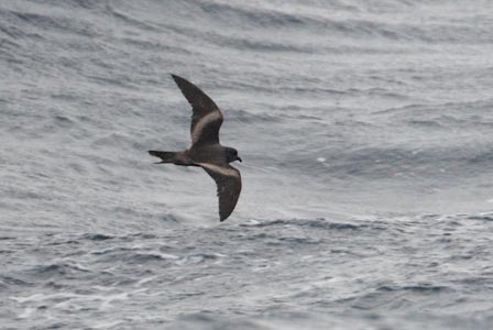 Tristram's (Sooty) Storm-Petrel (Oceanodroma tristrami) photo