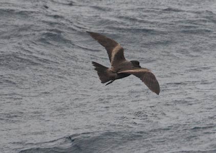 Tristram's (Sooty) Storm-Petrel (Oceanodroma tristrami) photo