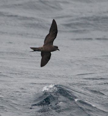 Tristram's (Sooty) Storm-Petrel (Oceanodroma tristrami) photo