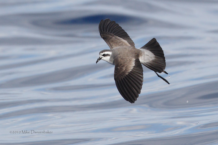 White-faced Storm-Petrel (Pelagodroma marina) photo
