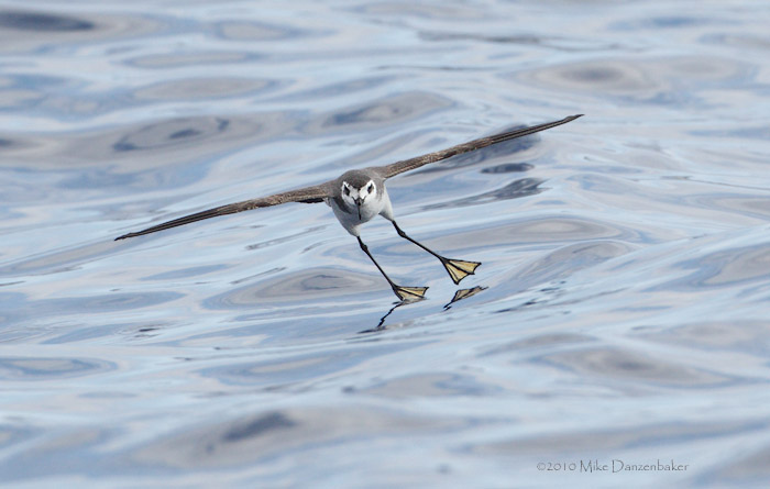 White-faced Storm-Petrel (Pelagodroma marina) photo