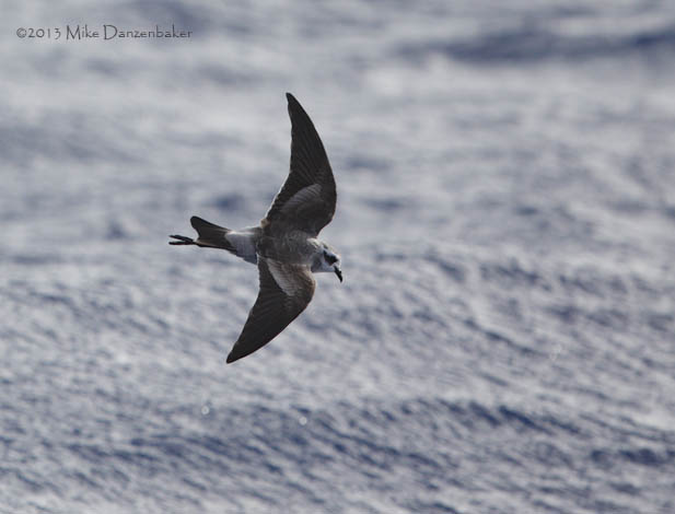 White-faced Storm-Petrel (Pelagodroma marina) photo
