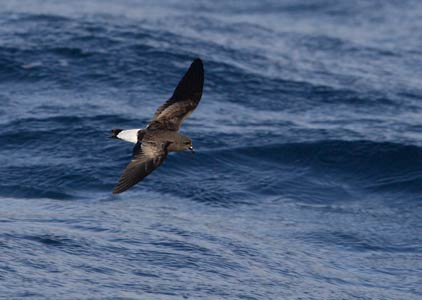 Wedge-rumped Storm-Petrel (Oceanodroma tethys) photo