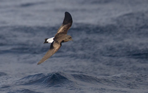Wedge-rumped Storm-Petrel (Oceanodroma tethys) photo