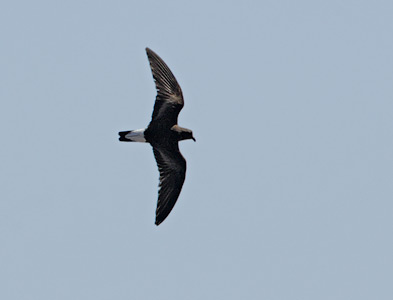 Wedge-rumped Storm-Petrel (Oceanodroma tethys) photo