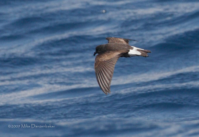 Wedge-rumped Storm-Petrel (Oceanodroma tethys) photo
