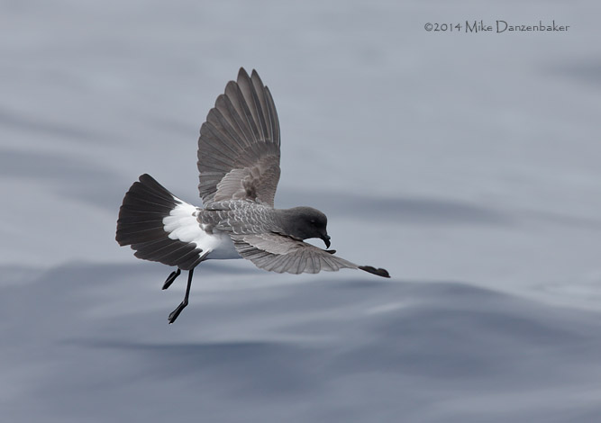 White-bellied Storm-Petrel (Fregetta grallaria) photo