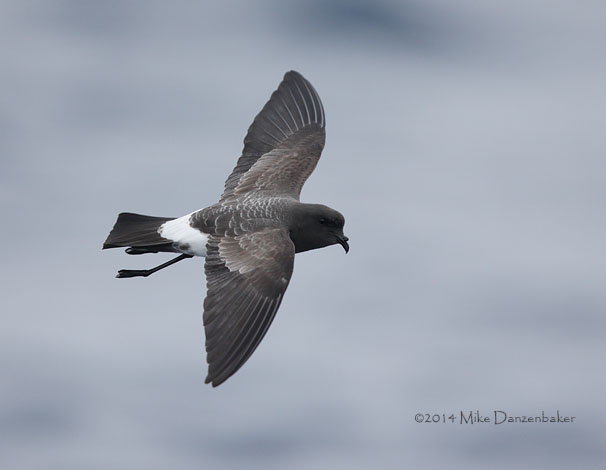 White-bellied Storm-Petrel (Fregetta grallaria) photo