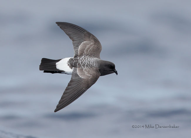 White-bellied Storm-Petrel (Fregetta grallaria) photo