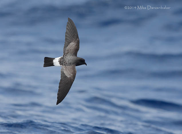 White-bellied Storm-Petrel (Fregetta grallaria) photo