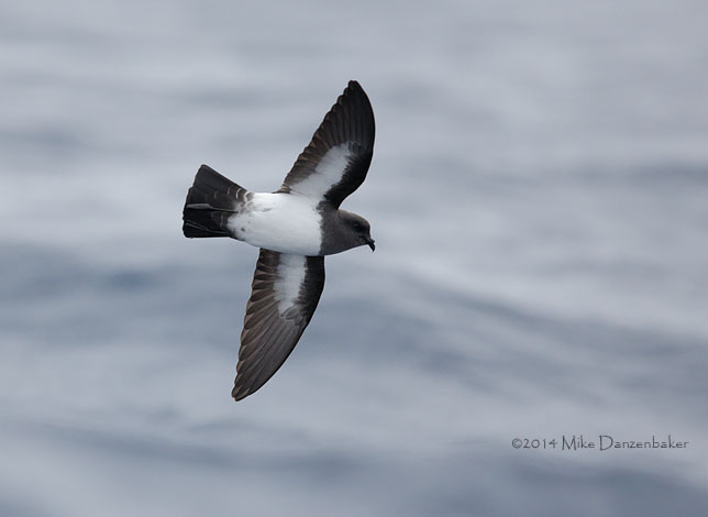 White-bellied Storm-Petrel (Fregetta grallaria) photo