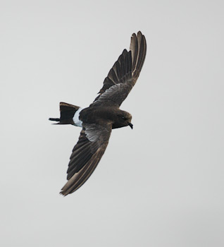 White-vented Storm-Petrel (Oceanites gracilis) photo