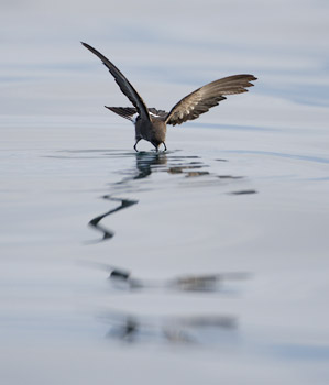 White-vented Storm-Petrel (Oceanites gracilis) photo