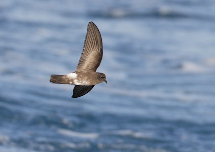 White-vented Storm-Petrel (Oceanites gracilis) photo