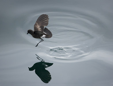 White-vented Storm-Petrel (Oceanites gracilis) photo
