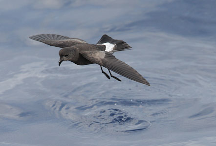 Wilson's Storm-Petrel (Oceanites oceanicus) photo