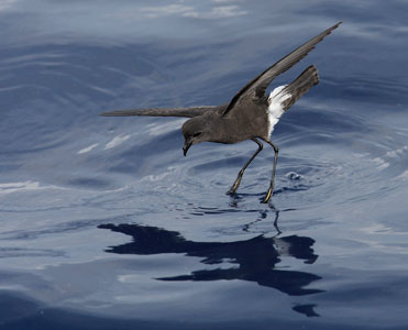 Wilson's Storm-Petrel (Oceanites oceanicus) photo