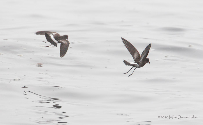 Wilson's Storm-Petrel (Oceanites oceanicus) photo