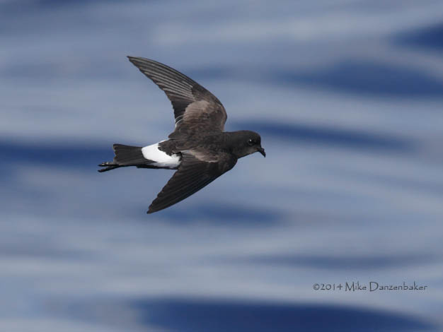 Wilson's Storm-Petrel (Oceanites oceanicus) photo