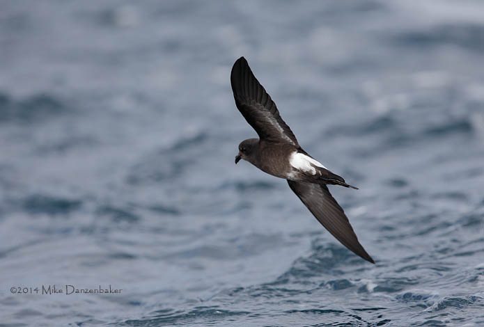 Wilson's (chilensis) Storm-Petrel (Oceanites oceanicus chilensis) photo