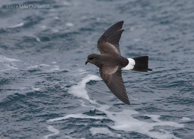 Wilson's (chilensis) Storm-Petrel (Oceanites oceanicus chilensis) photo