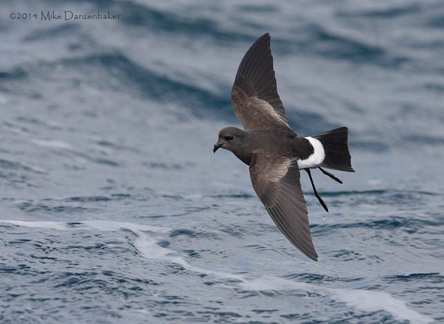 Wilson's (chilensis) Storm-Petrel (Oceanites oceanicus chilensis) photo
