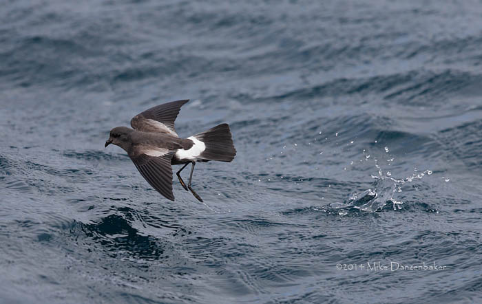 Wilson's (chilensis) Storm-Petrel (Oceanites oceanicus chilensis) photo
