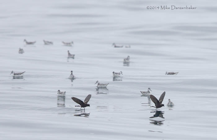 Wilson's (chilensis) Storm-Petrel (Oceanites oceanicus chilensis) photo