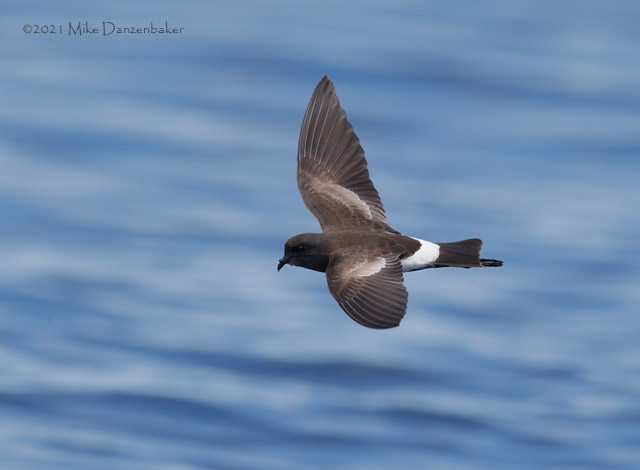 Wilson's Storm-Petrel (Oceanites oceanicus) photo