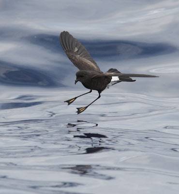 Wilson's Storm-Petrel (Oceanites oceanicus) photo