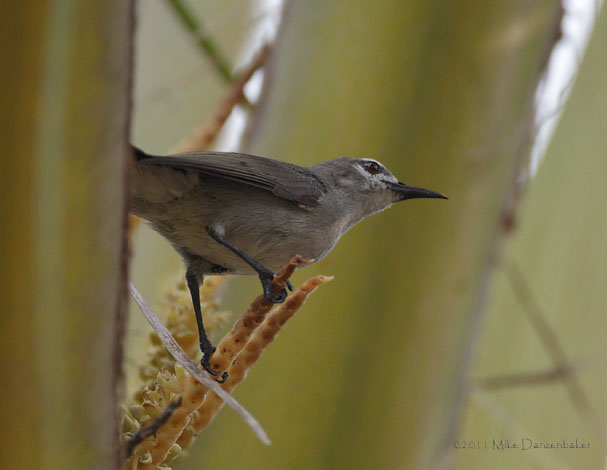 Mangrove Sunbird (Anthreptes gabonicus) photo
