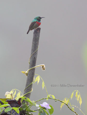 Olive-backed Sunbird (Cinnyris jugularis) photo