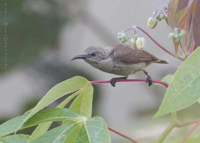 Olive Sunbird (Cyanomitra olivacea) photo