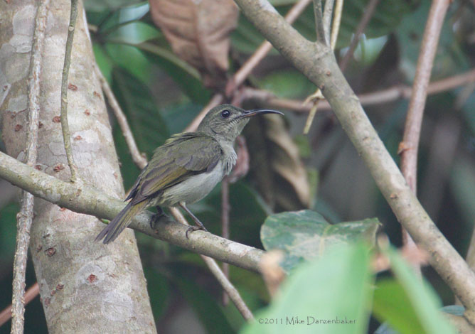 Olive Sunbird (Cyanomitra olivacea) photo