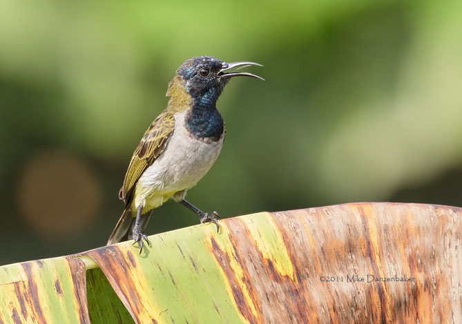 Reichenbach's Sunbird (Anabathmis reichenbachii) photo