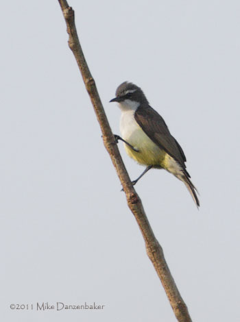 Western Violet-backed Sunbird (Anthreptes longuemarei) photo