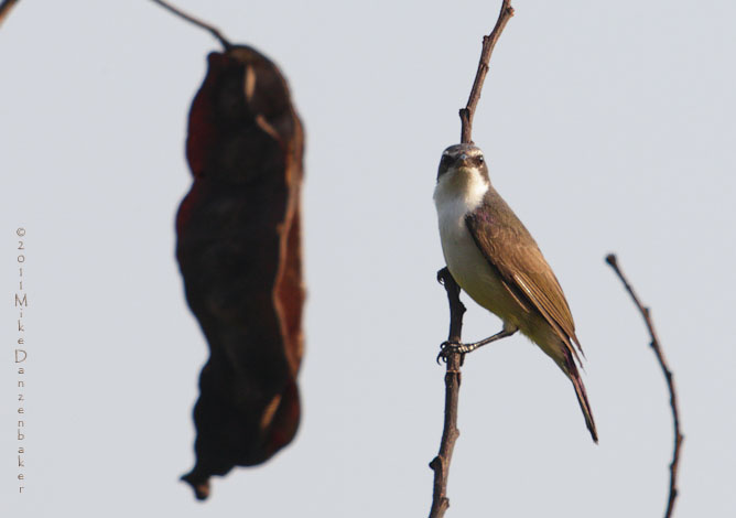 Western Violet-backed Sunbird (Anthreptes longuemarei) photo