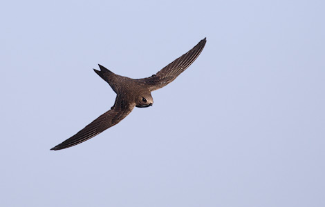 Alpine Swift (Apus melba) photo